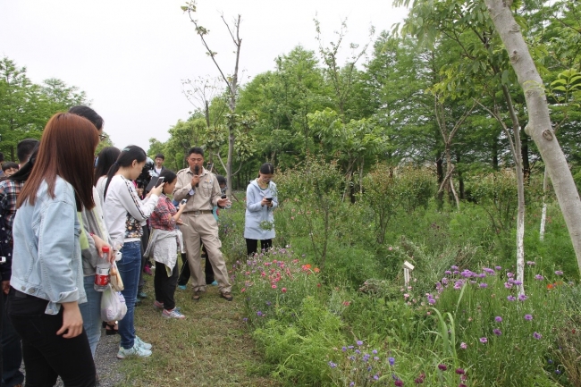 跟着讲解员参观东滩湿地公园:波斯菊 跟着讲解员参观东滩湿地公园:波斯菊