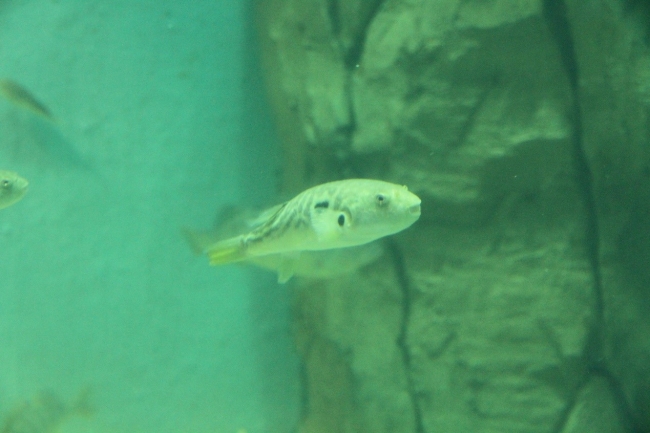 河鲀鱼 河鲀鱼