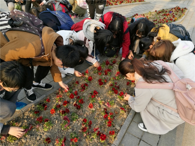 05观察三色堇的矩 05观察三色堇的矩